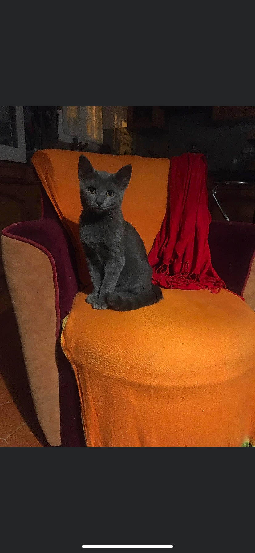 Mimoune a rejoint le concours — aidez-le/la à gagner de superbes lots ! art, black_cat, carnivore, cat, cat_supply, chair, comfort, domestic_short_haired_cat, felidae, flooring, fur, hardwood, linens, purple, room, small_to_medium_sized_cats, tail, whiskers, window, wood