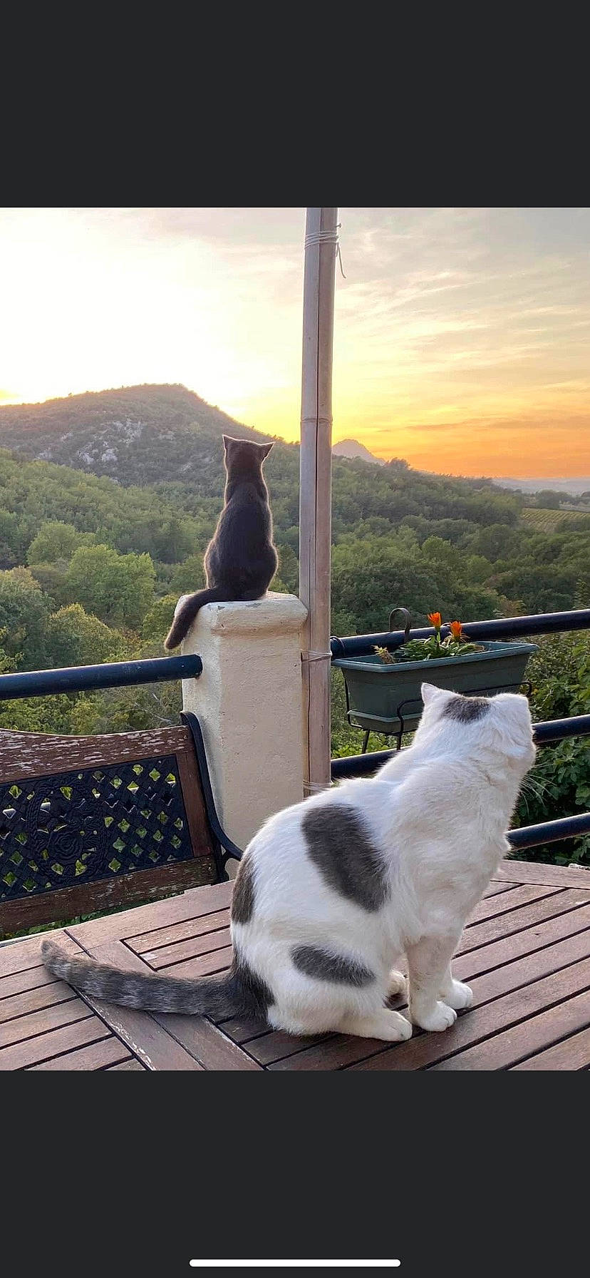 Mimoune a rejoint le concours — aidez-le/la à gagner de superbes lots ! carnivore, cat, cloud, felidae, grass, horizon, light, mammal, morning, mountain, outdoor_furniture, plant, roof, sky, small_to_medium_sized_cats, sunlight, tail, vertebrate, whiskers, window