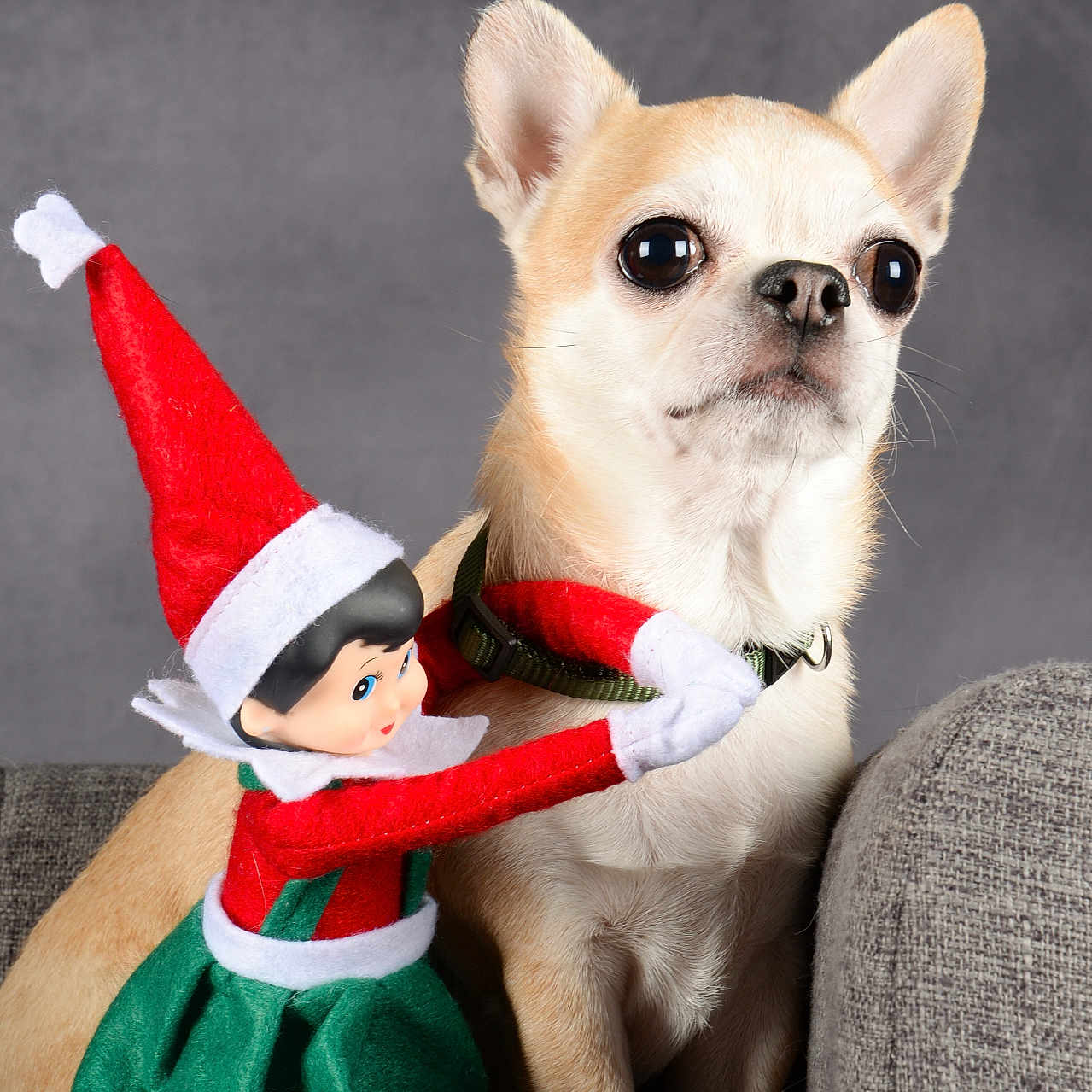 Peachy Nut participe au concours pour gagner de l'argent avec cette photo : animal, baby, canine, cap, chair, chihuahua, clothing, costume, couch, dog, doll, elf, face, furniture, hat, head, person, pet, puppy, toy