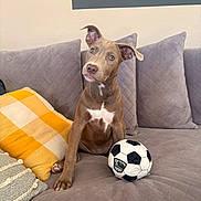 Charlee is registered to the contest to win money with this photo: puppy, dog, couch, pillow, yellow_pillow, gray_pillow, soccer_ball, indoor, pet, cute, animal, brown_dog, playful, soft_furniture, cozy, home, domestic, seated, young_dog, curious