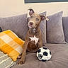 puppy, dog, couch, pillow, yellow_pillow, gray_pillow, soccer_ball, indoor, pet, cute, animal, brown_dog, playful, soft_furniture, cozy, home, domestic, seated, young_dog, curious