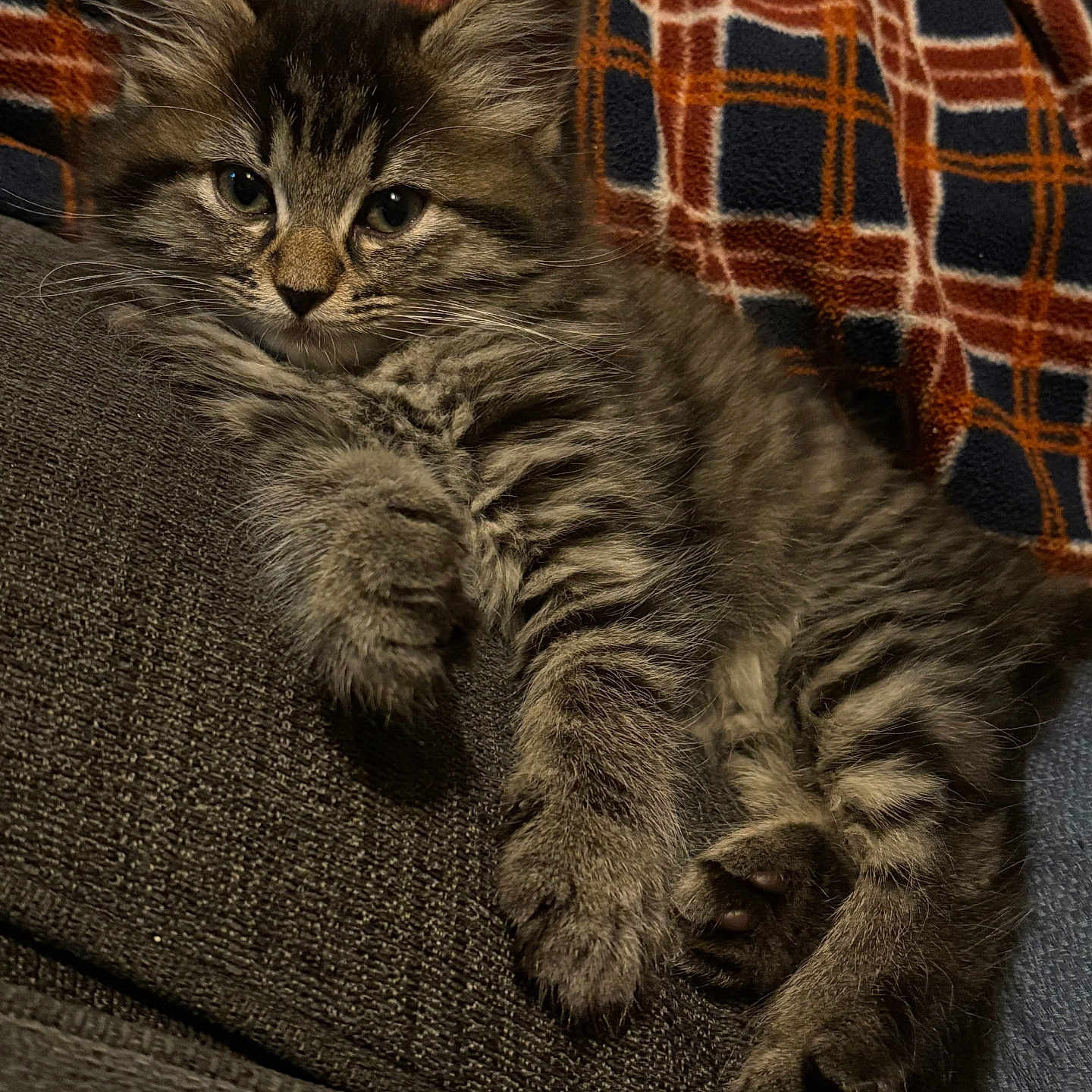 Jasper joined the competition — help win amazing prizes! abyssinian, animal, armchair, blanket, cat, chair, couch, cushion, furniture, homedecor, kitten, linen, manx, person, pet, siamese, sleeping
