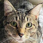 Jake joined the competition — help win amazing prizes! cat, tabby, close_up, green_eyes, face, whiskers, fur, ears, pet, animal, domestic_cat, mammal, portrait, indoor, looking_at_camera, curious, sharp_focus, natural_light, feline, resting