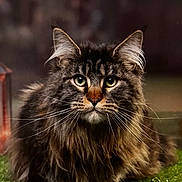 Yquem a rejoint le concours — aidez-le/la à gagner de superbes lots ! cat, long_hair, grass, animal, pet, portrait, feline, whiskers, ears, outdoor, nature, mammal, cute, domestic_cat, close_up, face, eyes, fur, relaxed, looking