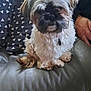 dog, small_dog, fluffy, couch, leather, pillow, indoor, pet, fur, sitting, scruffy, brown, white, cozy, resting, companion, animal, cute, domestic, relaxed