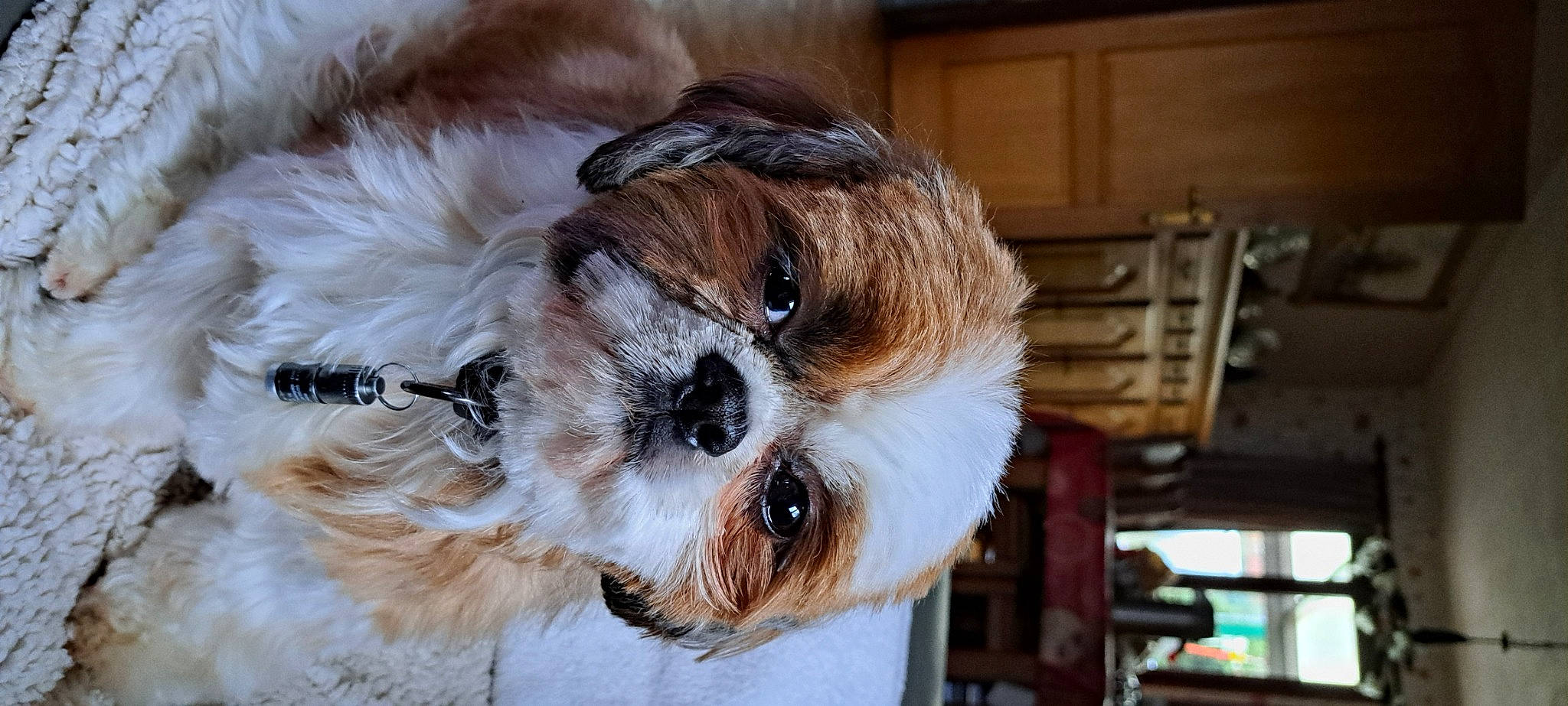 Iago a rejoint le concours — aidez-le/la à gagner de superbes lots ! canidae, carnivore, companion_dog, dog, dog_breed, dog_supply, eye, fawn, head, liver, pet_supply, shih_poo, small_terrier, snout, sporting_group, terrier, toy_dog, whiskers, wood, working_animal