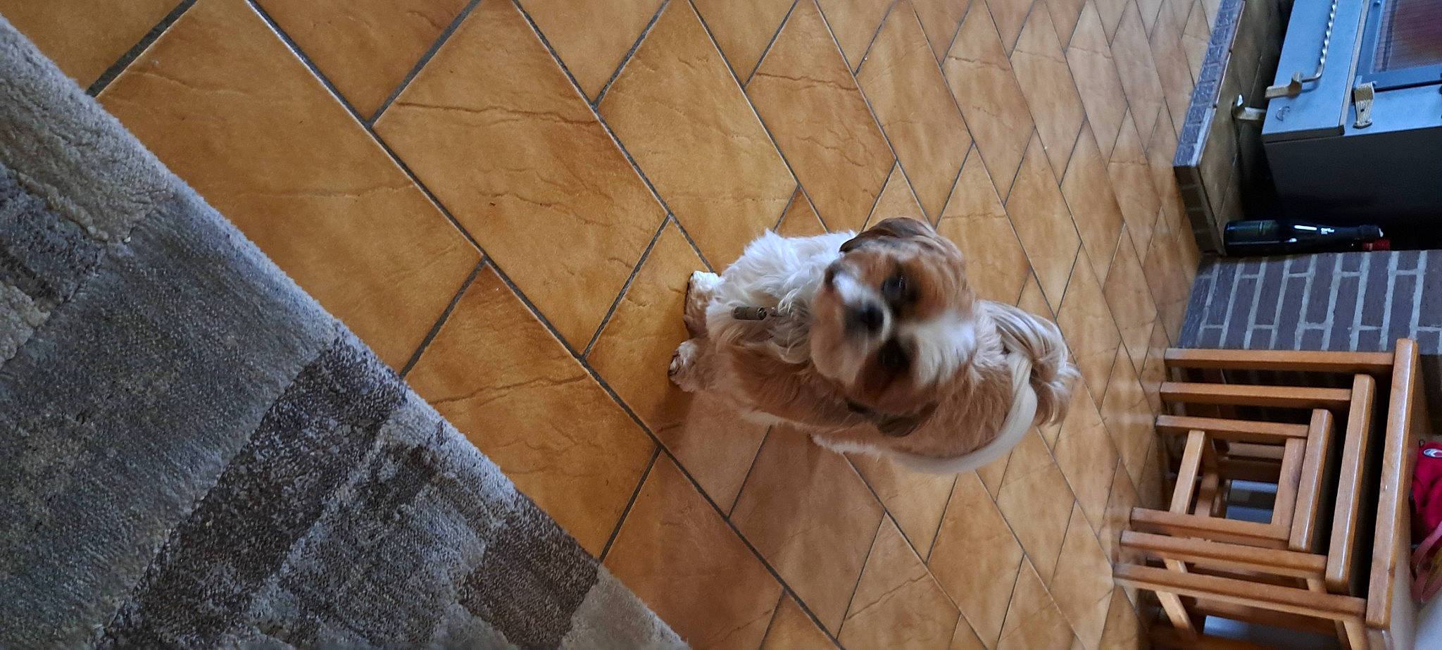 Iago participe au concours pour gagner de l'argent avec cette photo : carnivore, companion_dog, dog, dog_breed, dog_supply, fawn, felidae, floor, flooring, hardwood, liver, paw, pet_supply, small_to_medium_sized_cats, snout, sporting_group, tail, toy_dog, wood, working_animal