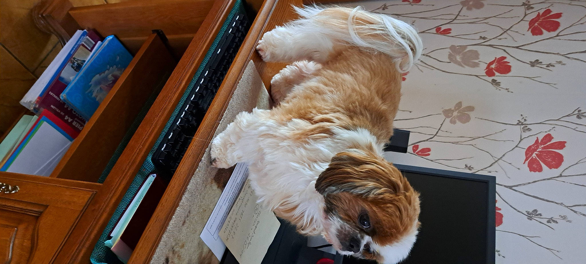 Iago participe au concours pour gagner de l'argent avec cette photo : canidae, carnivore, companion_dog, dog, dog_breed, fawn, feather, felidae, fur, hardwood, liver, small_terrier, small_to_medium_sized_cats, snout, sporting_group, tail, terrier, toy_dog, whiskers, wood