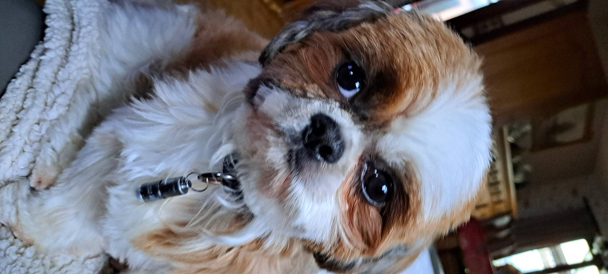 Iago a rejoint le concours — aidez-le/la à gagner de superbes lots ! canidae, carnivore, close_up, companion_dog, dog, dog_breed, dog_supply, ear, eyewear, fawn, fur, liver, puppy_love, small_terrier, snout, sporting_group, terrier, toy_dog, whiskers, working_animal