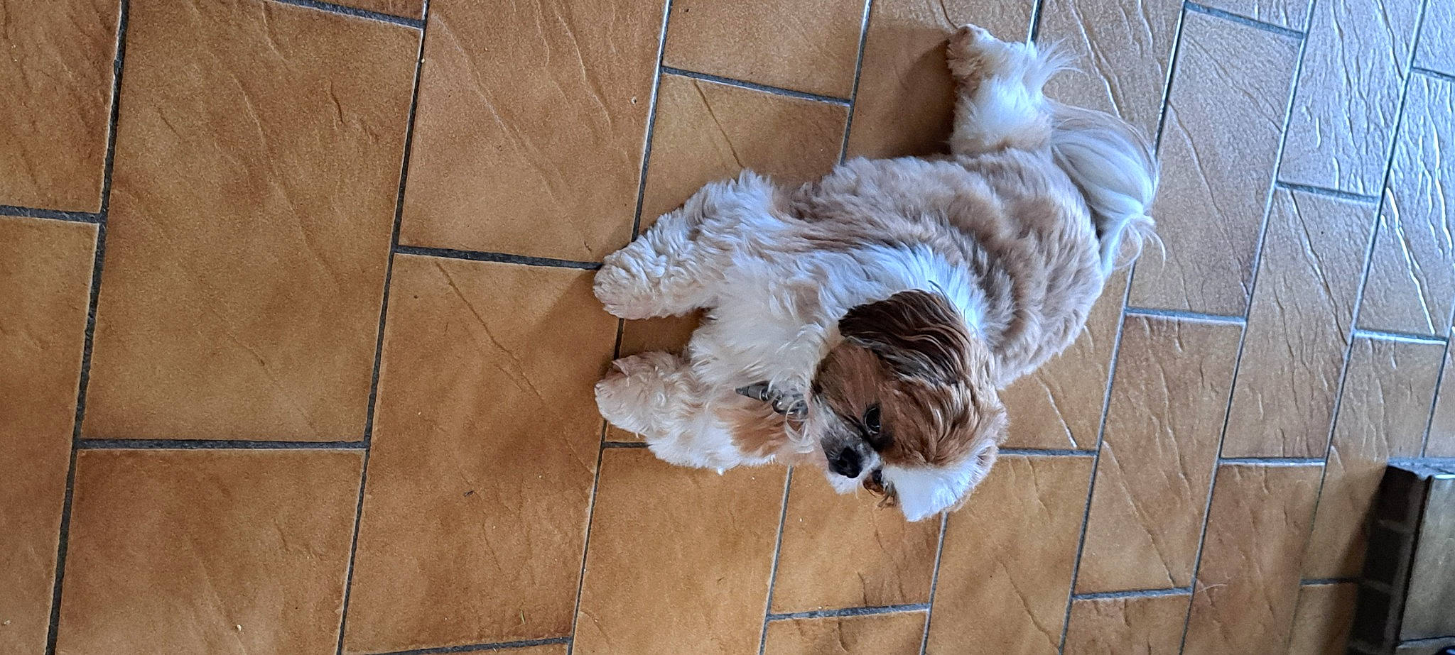 Iago a rejoint le concours — aidez-le/la à gagner de superbes lots ! canidae, carnivore, cat, companion_dog, dog_breed, fawn, felidae, floor, flooring, fur, hardwood, laminate_flooring, paw, small_to_medium_sized_cats, sporting_group, tail, tile_flooring, whiskers, wood, wood_flooring