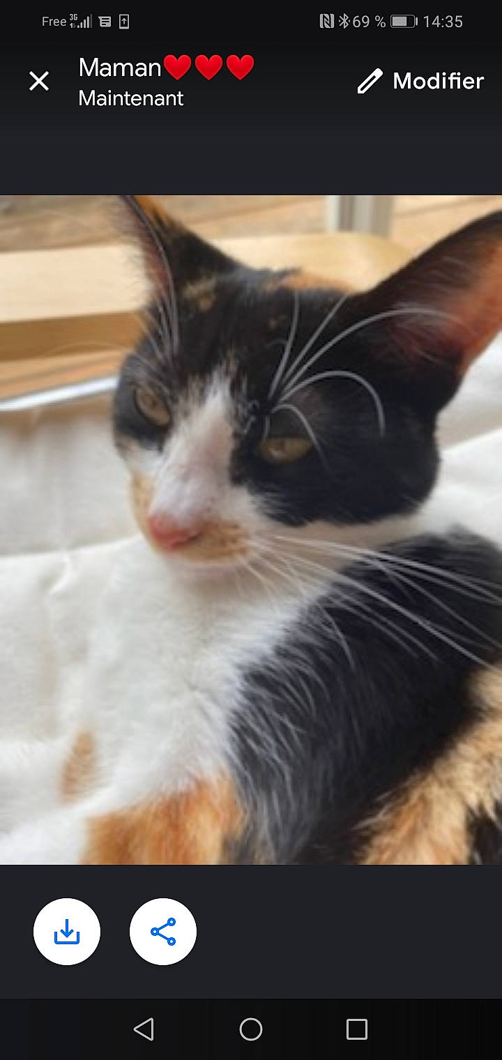 Choubi a rejoint le concours — aidez-le/la à gagner de superbes lots ! carnivore, cat, claw, cloud, domestic_short_haired_cat, ear, eye, felidae, fur, paw, photo_caption, rectangle, sky, small_to_medium_sized_cats, snout, tail, whiskers