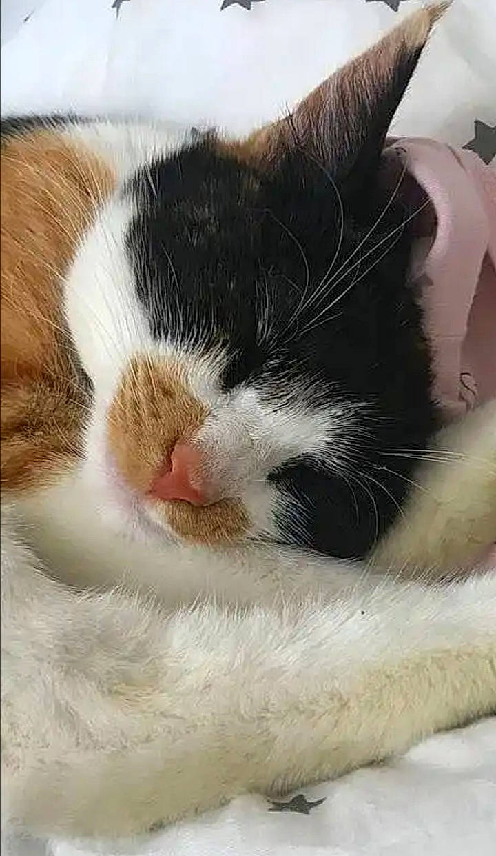 Choubi a rejoint le concours — aidez-le/la à gagner de superbes lots ! carnivore, cat, cat_bed, cat_supply, claw, comfort, domestic_short_haired_cat, eye, felidae, fur, leg, nap, paw, sleep, small_to_medium_sized_cats, snout, tail, whiskers