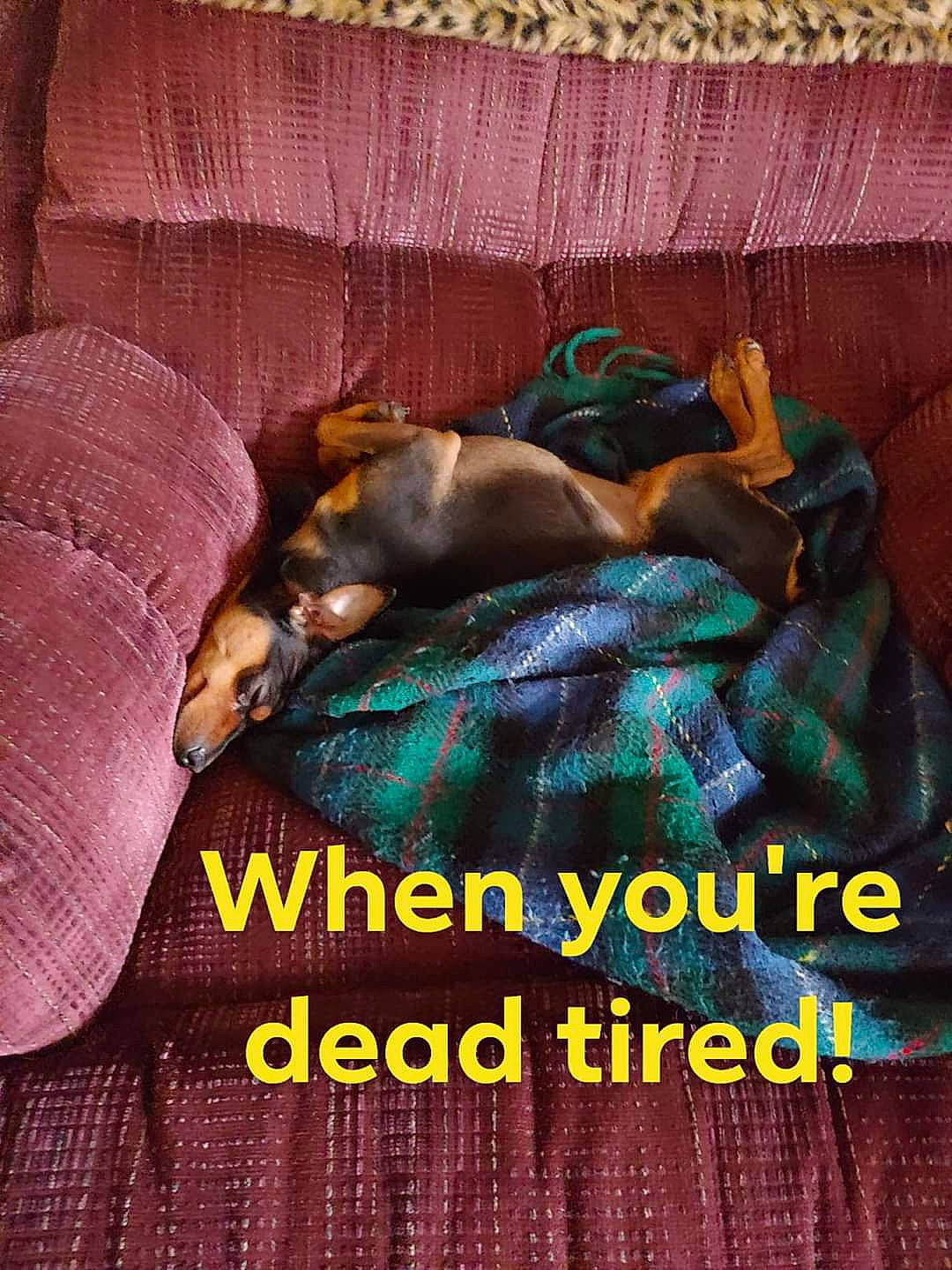 Jax is registered to the contest to win money with this photo: adaptation, canidae, dachshund, dobermann, guard_dog, miniature_pinscher, photo_caption, pinscher