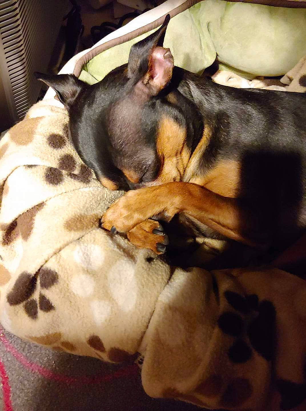 Jax joined the competition — help win amazing prizes! canidae, carnivore, dobermann, dog, dog_breed, fawn, german_pinscher, mammal, miniature_pinscher, nap, pinscher, prazsky_krysarik, puppy, rat_terrier, snout, toy_dog
