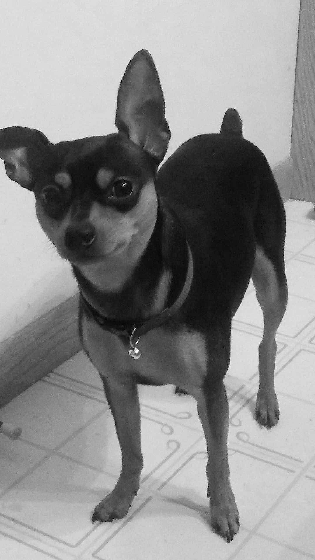 Jax is registered to the contest to win money with this photo: black, canidae, carnivore, chihuahua, companion_dog, dog, dog_breed, ear, english_toy_terrier, feist, mammal, miniature_fox_terrier, miniature_pinscher, prazsky_krysarik, rare_breed_dog, snout, sporting_group, toy_dog, vertebrate, white