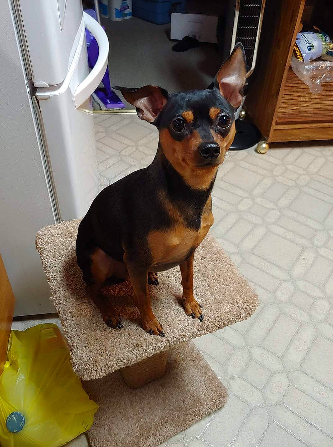 Jax is registered to the contest to win money with this photo: black_and_tan_terrier, canidae, carnivore, companion_dog, dog, dog_breed, english_toy_terrier, fawn, german_pinscher, mammal, manchester_terrier, miniature_pinscher, pinscher, prazsky_krysarik, puppy, russkiy_toy, snout, toy_dog, toy_manchester_terrier, vertebrate