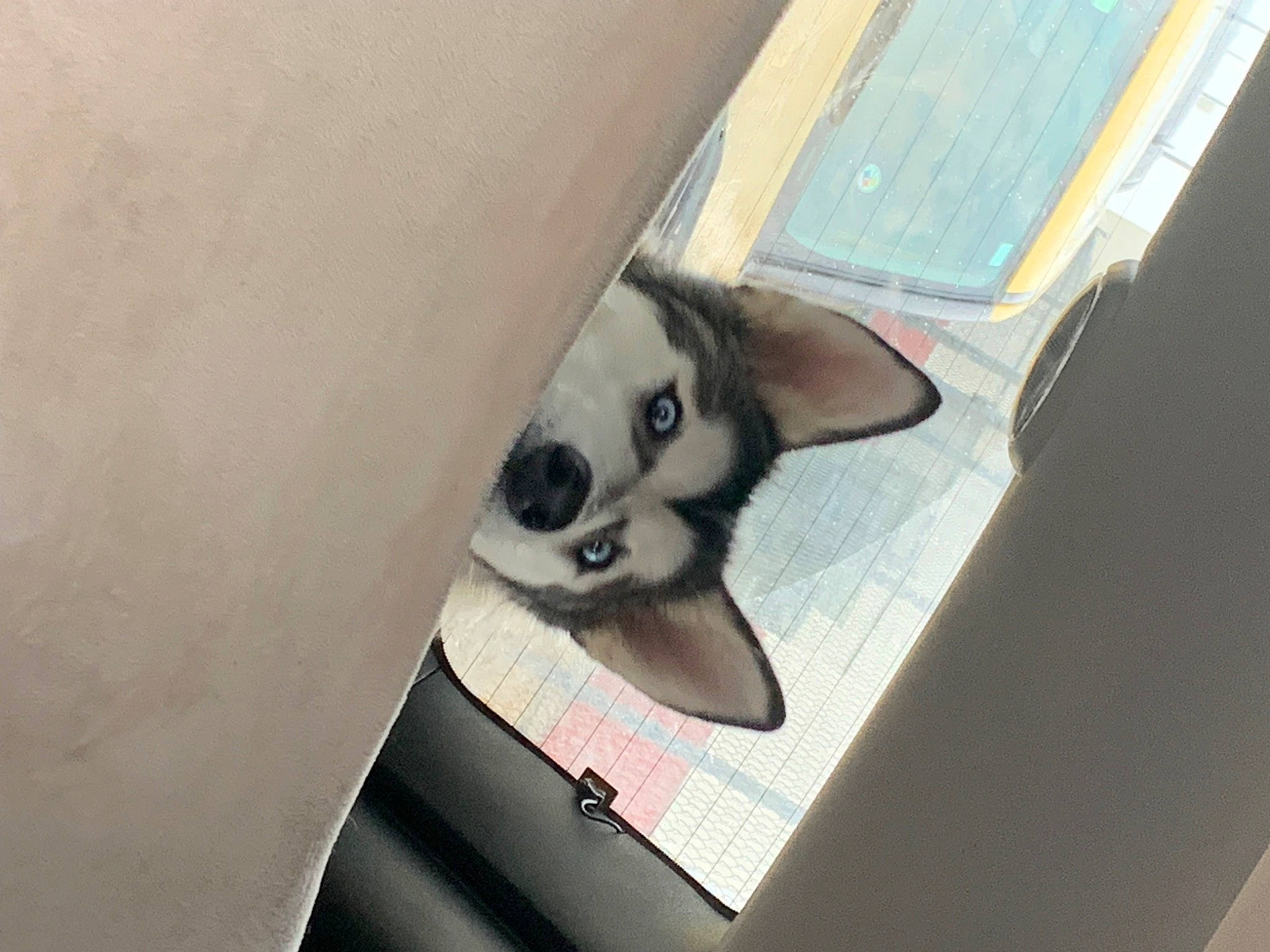 Harley Quinn is registered to the contest to win money with this photo: carmine, carnivore, cat, comfort, domestic_short_haired_cat, fawn, felidae, flooring, foot, fur, hardwood, human_leg, musical_instrument, paper_product, siamese, small_to_medium_sized_cats, snout, tail, whiskers, wood