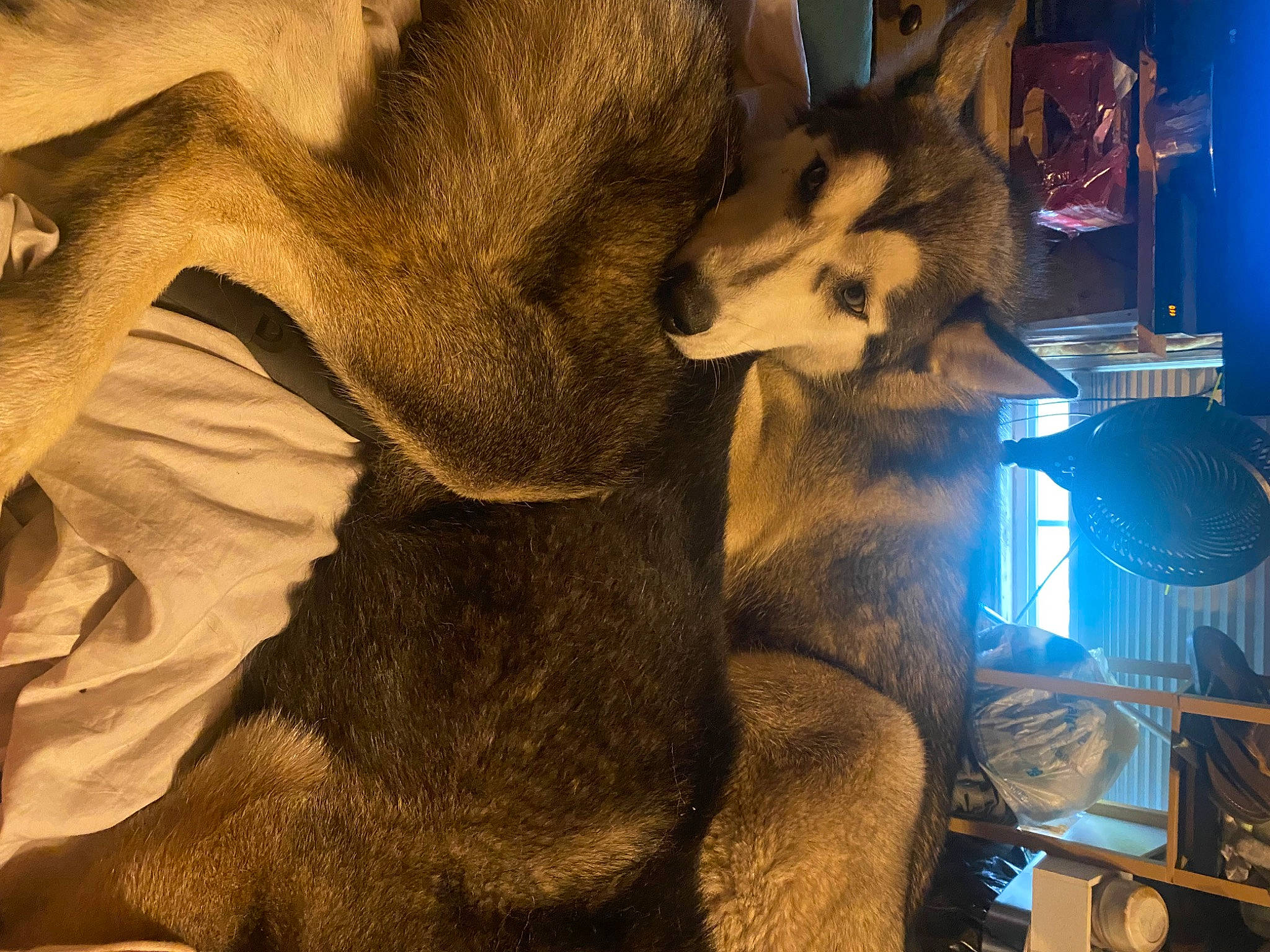 Harley Quinn is registered to the contest to win money with this photo: carnivore, comfort, dog, dog_breed, ear, fawn, felidae, foot, fur, human_leg, jaw, paw, small_to_medium_sized_cats, snout, sporting_group, tail, terrestrial_animal, whiskers, wood, working_animal