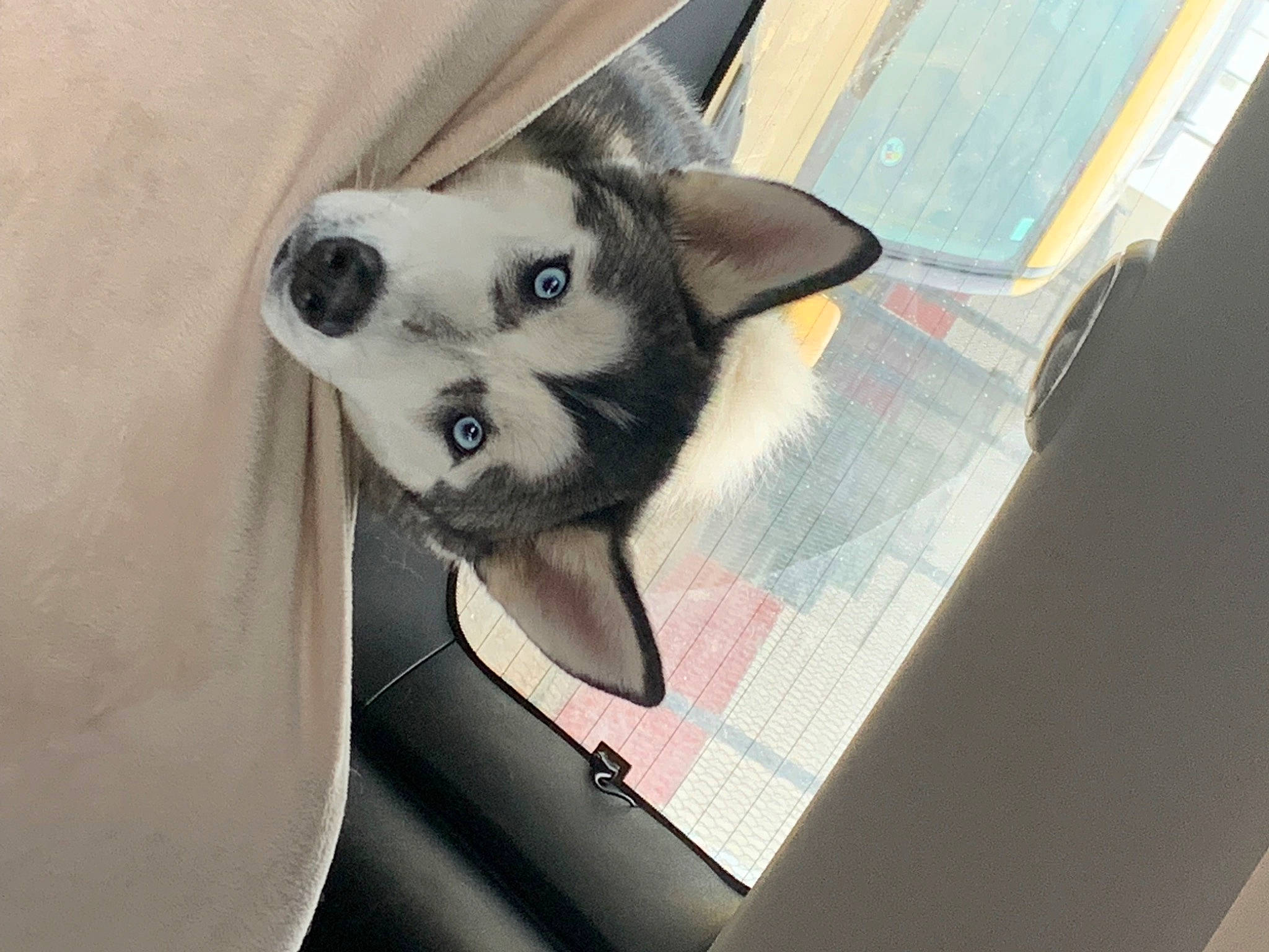 Harley Quinn is registered to the contest to win money with this photo: canidae, carnivore, companion_dog, dog, dog_breed, fawn, fur, non_sporting_group, paw, snout, tail, terrestrial_animal, whiskers, wildlife, working_animal