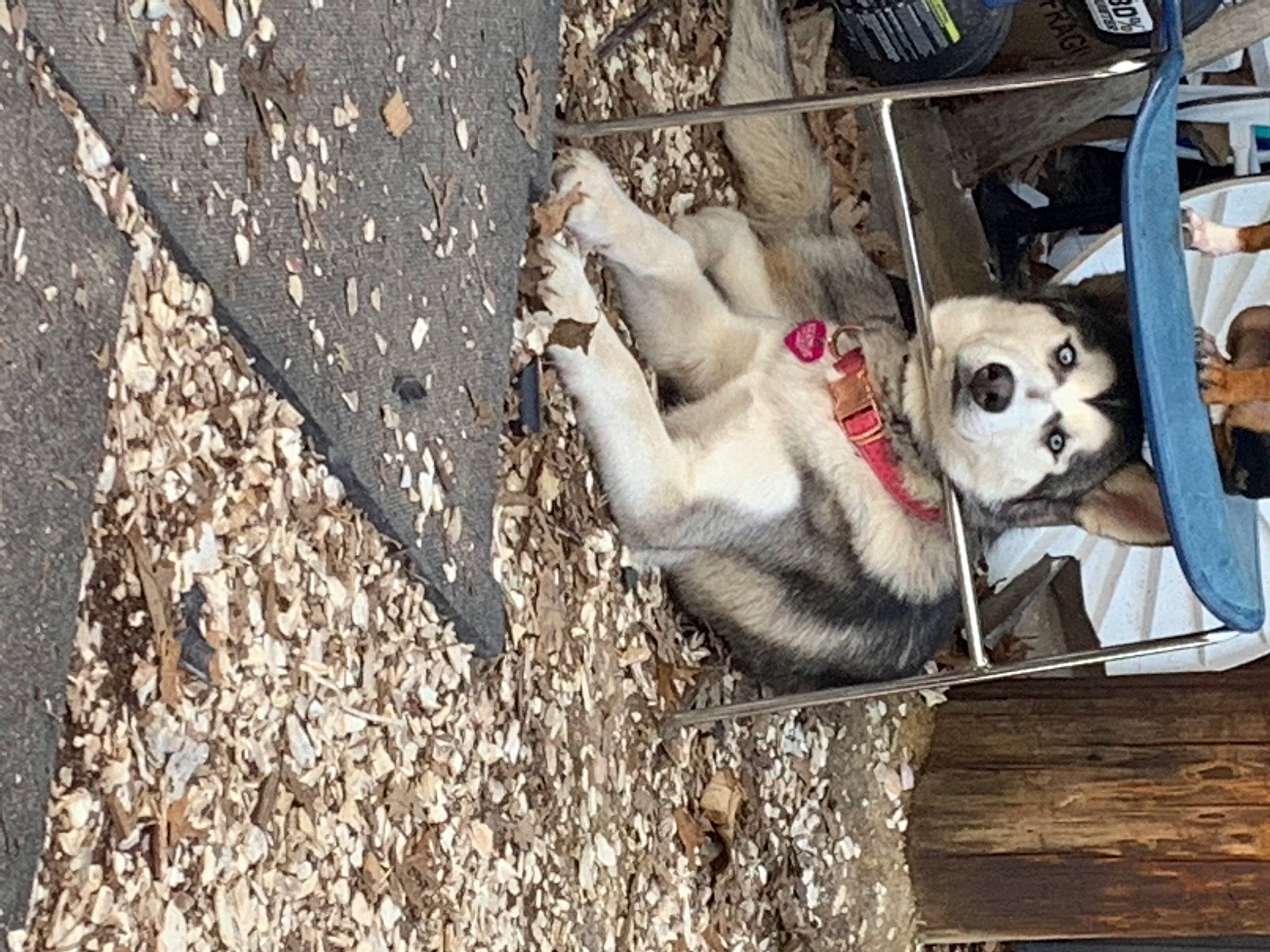 Harley Quinn is registered to the contest to win money with this photo: asphalt, canidae, carnivore, companion_dog, dog, dog_breed, dog_supply, fawn, fur, non_sporting_group, pet_supply, road_surface, sidewalk, soil, sporting_group, street, toy_dog, tree, wood, working_animal