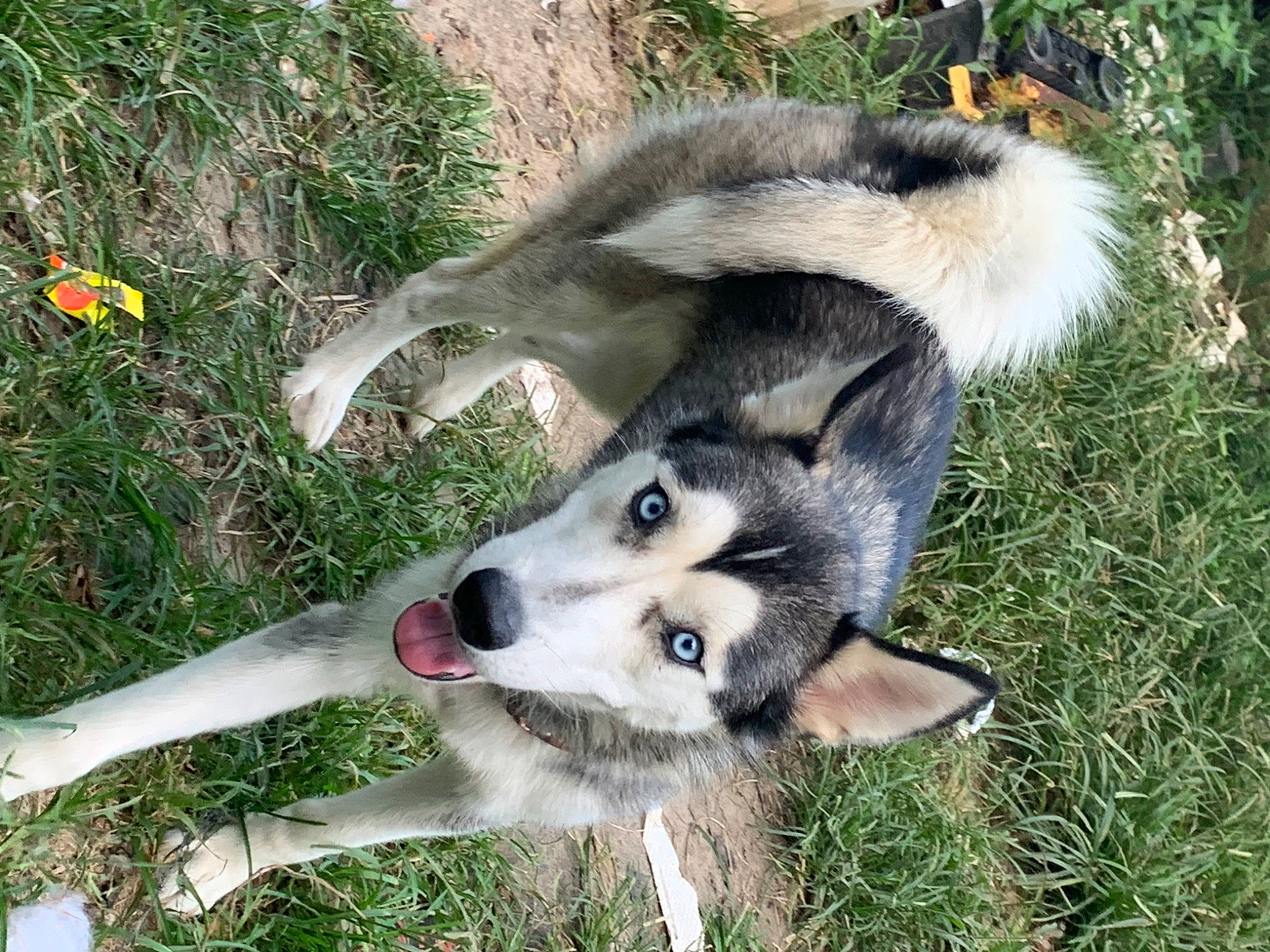 Harley Quinn is registered to the contest to win money with this photo: canidae, canis, carnivore, dog, dog_breed, fur, grass, plant, sled_dog, sporting_group, tail, terrestrial_animal, wildlife, wolf, working_dog