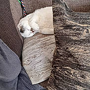 Cédric Cabaret a rejoint le concours — aidez-le/la à gagner de superbes lots ! cat, sleeping, couch, pillow, blanket, rope, indoor, cozy, furniture, pet, white_cat, resting, home, comfortable, closeup, soft, texture, animal, domestic, relaxing