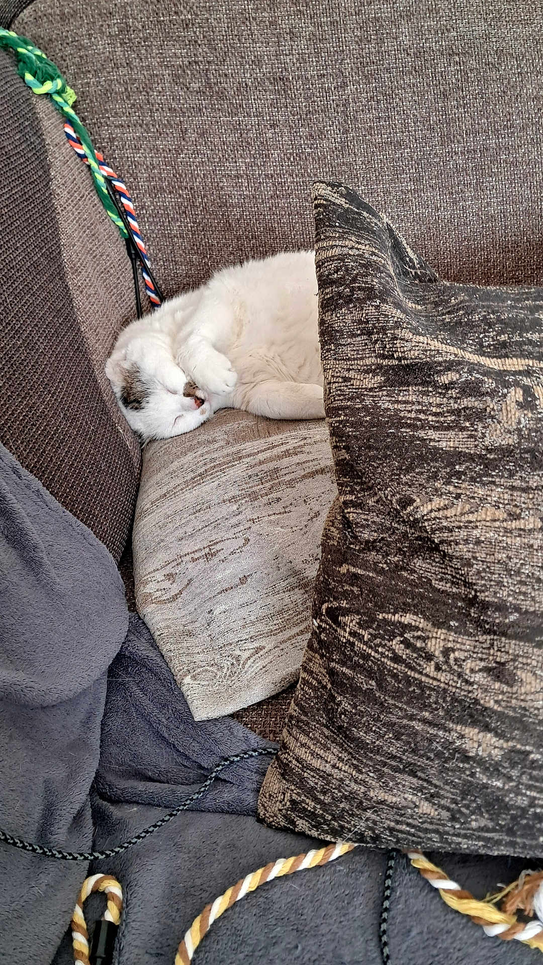 Cédric Cabaret a rejoint le concours — aidez-le/la à gagner de superbes lots ! cat, sleeping, couch, pillow, blanket, rope, indoor, cozy, furniture, pet, white_cat, resting, home, comfortable, closeup, soft, texture, animal, domestic, relaxing