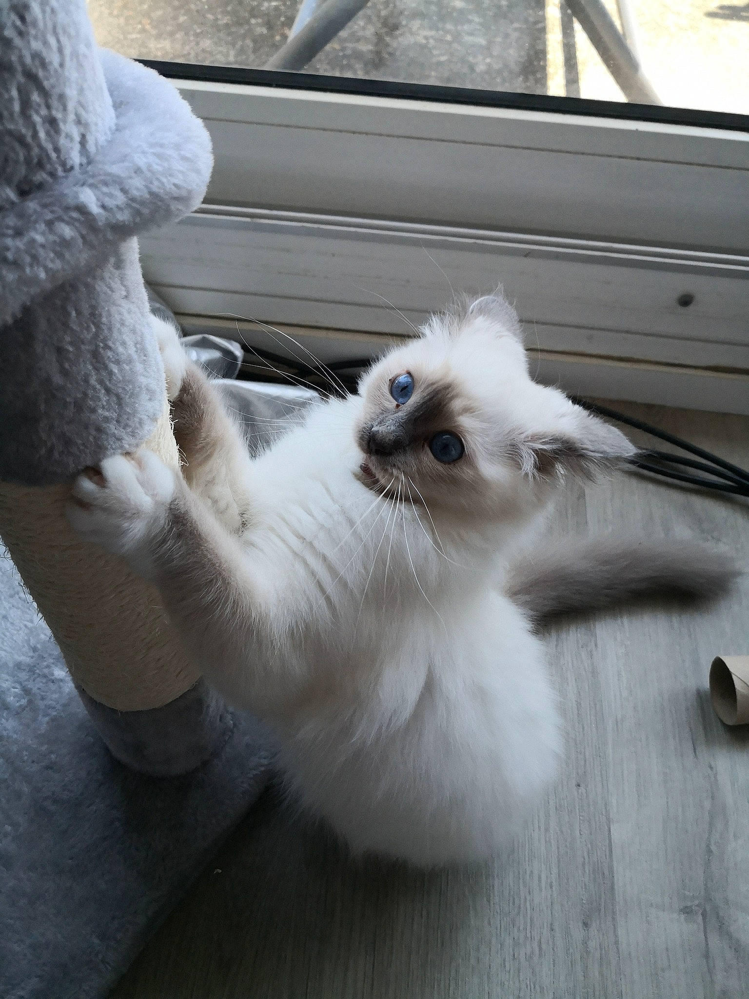 Ullya participe au concours pour gagner de l'argent avec cette photo : carnivore, cat, comfort, companion_dog, dog_breed, door, felidae, floor, flooring, fur, hardwood, mammal, small_to_medium_sized_cats, snout, tail, vehicle, vertebrate, whiskers, window, wood