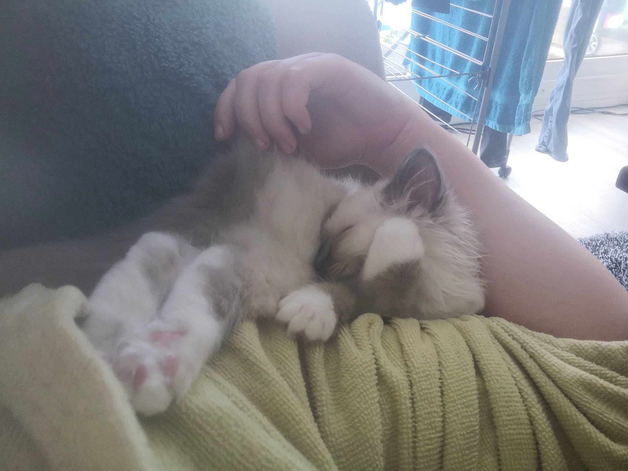 Ullya a rejoint le concours — aidez-le/la à gagner de superbes lots ! carnivore, cat, cat_bed, chair, claw, comfort, companion_dog, dog_breed, domestic_short_haired_cat, fawn, felidae, foot, fur, nap, paw, sleep, small_to_medium_sized_cats, snout, terrestrial_animal, whiskers