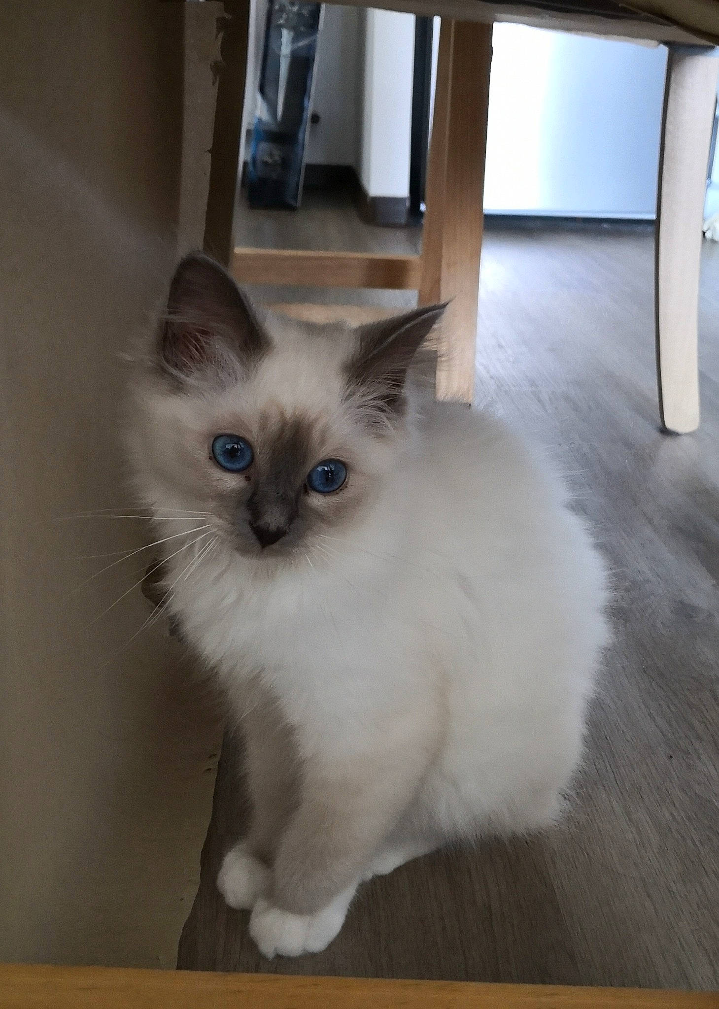 Ullya participe au concours pour gagner de l'argent avec cette photo : balinese, birman, carnivore, cat, composite_material, fawn, felidae, flooring, fur, gas, hardwood, paw, ragdoll, siamese, small_to_medium_sized_cats, snout, tail, thai, whiskers, wood