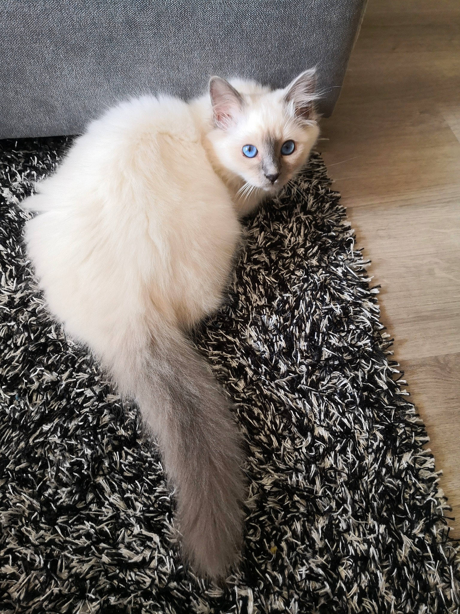 Ullya participe au concours pour gagner de l'argent avec cette photo : carnivore, cat, claw, comfort, domestic_short_haired_cat, fawn, felidae, fur, paw, rex_cat, small_to_medium_sized_cats, snout, tail, terrestrial_animal, whiskers