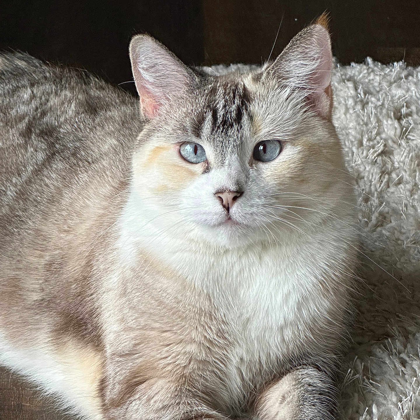 Gracie May is registered to the contest to win money with this photo: animal, blue_eyes, calm, cat, closeup, cute, domestic_cat, ears, feline, fluffy_rug, fur, indoor, light, lounging, pet, portrait, relaxed, resting, soft_texture, whiskers