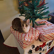Charlie joined the competition — help win amazing prizes! animal, carpet, cat, christmas_tree, curious, decor, fabric, festive, gift_wrap, holiday, indoor, needle, ornament, pet, pine_cone, present, table, tree_branch, wall, wrapped_gift