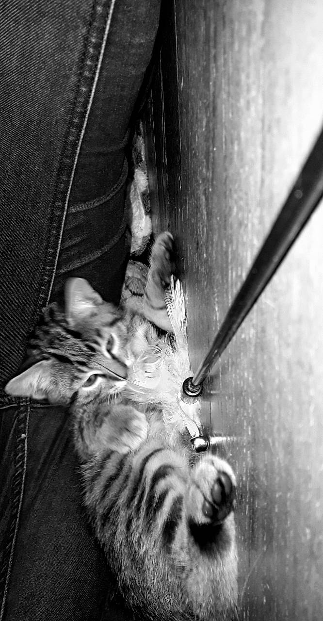 Phoenix a rejoint le concours — aidez-le/la à gagner de superbes lots ! black_and_white, cat, fur, monochrome, monochrome_photography, photography, snout, still_life_photography, stock_photography, style, whiskers