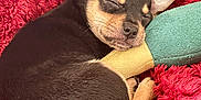 Otto joined the competition — help win amazing prizes! puppy, sleeping, toy, blanket, cozy, fur, pet, cute, resting, small, animal, snuggling, ears, closed_eyes, soft_texture, brown, black, tan, indoors, relaxation