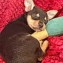 puppy, sleeping, toy, blanket, cozy, fur, pet, cute, resting, small, animal, snuggling, ears, closed_eyes, soft_texture, brown, black, tan, indoors, relaxation
