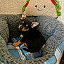Otto joined the competition — help win amazing prizes! puppy, dog, pet_bed, plush_toy, taco_plush, cozy, indoor, small_dog, black_and_tan, cute, animal, furry, resting, soft, texture, pattern, fabric, wallpaper, companion, relaxation
