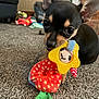 Otto joined the competition — help win amazing prizes! chihuahua, puppy, dog, toy, carpet, indoor, small_dog, close_up, playing, cute, pet, animal, black_and_tan, ears, floor, stuffed_toy, colorful, home, cozy, young