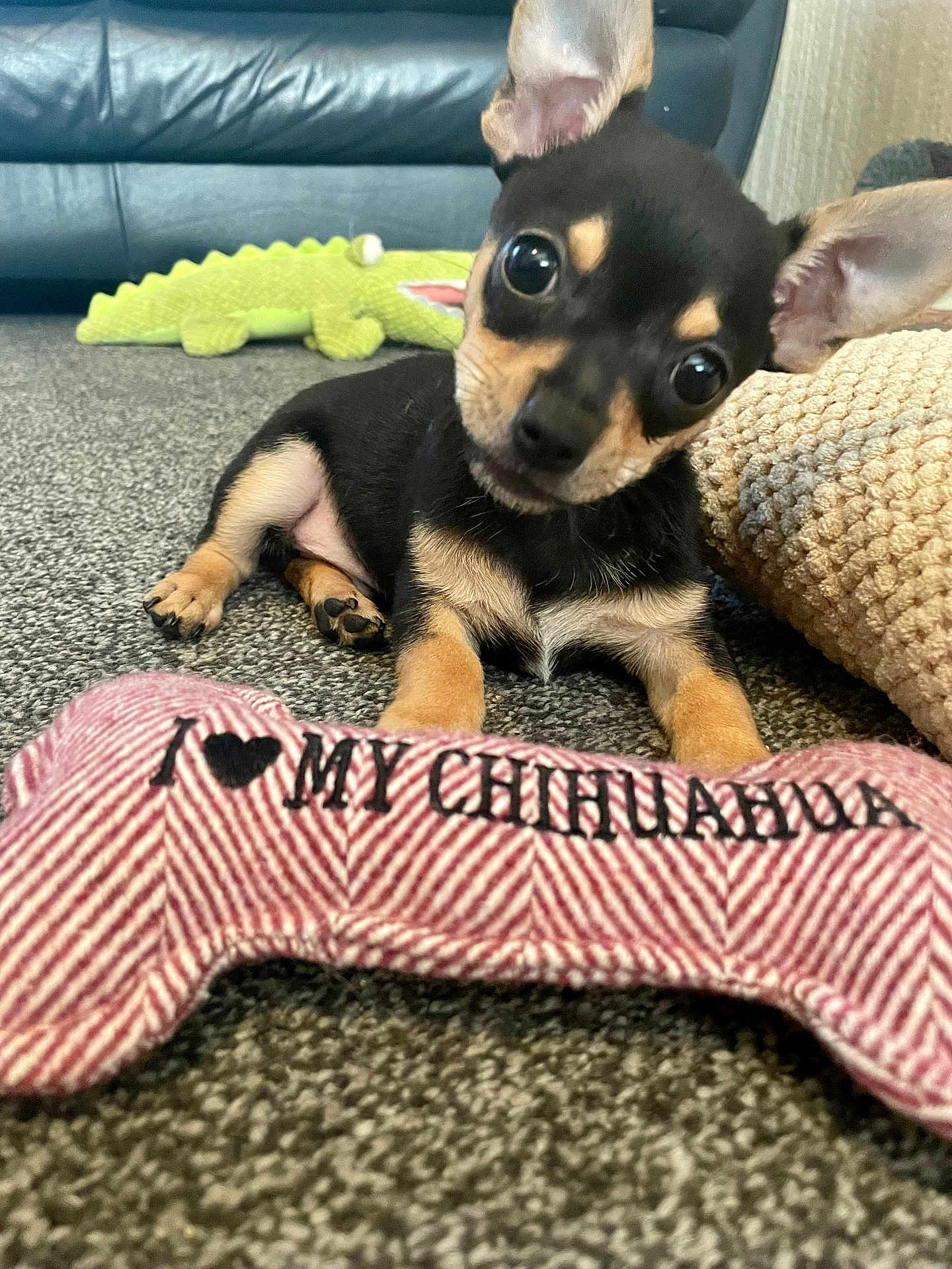 Otto joined the competition — help win amazing prizes! chihuahua, puppy, dog, toy, carpet, cushion, plush_toy, indoor, pet, cute, black_and_tan, small_dog, head_tilt, fabric, embroidery, animal, floor, close_up, playful, domestic_animal