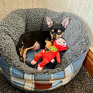 Otto joined the competition — help win amazing prizes! puppy, dog_bed, plush_toy, sleeping, cozy, indoor, carpet, wallpaper, small_dog, black_dog, tan_dog, pet, cute, resting, soft_bed, toy, animal, domestic, relaxing, tiny