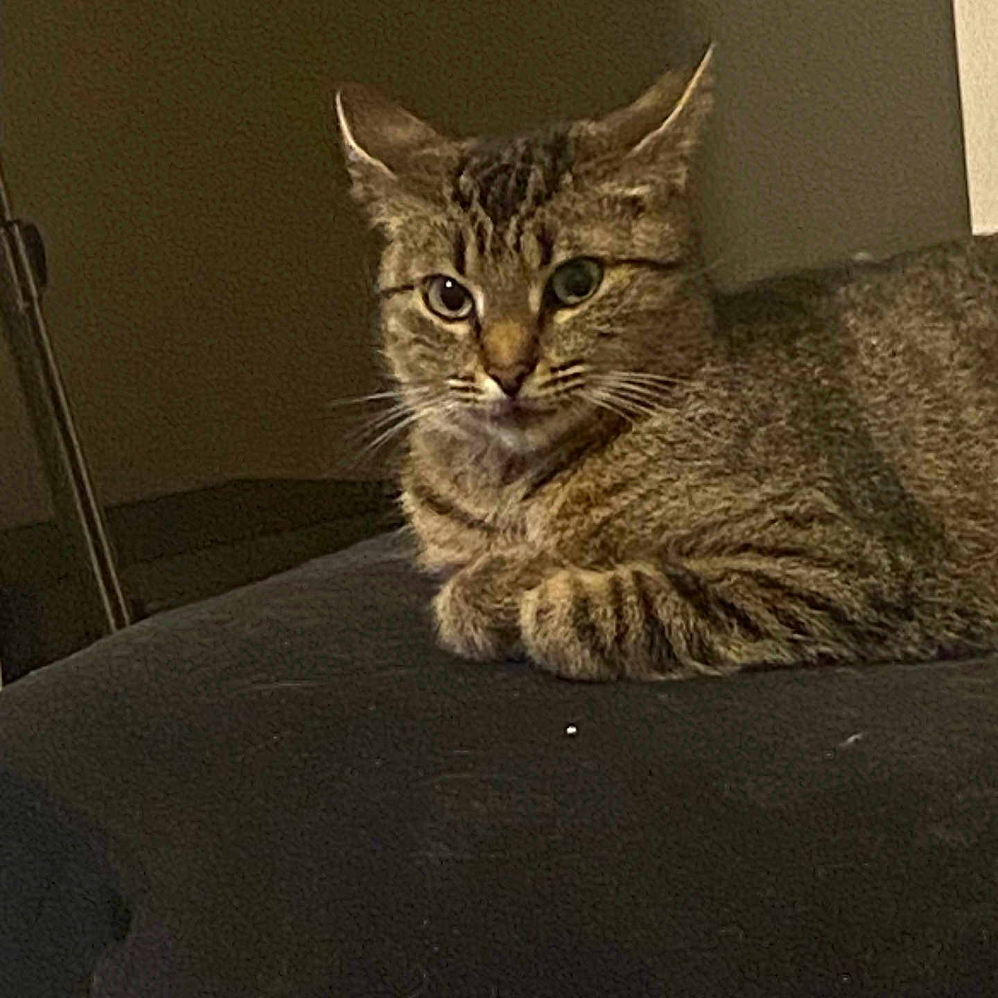 Minnie participe au concours pour gagner de l'argent avec cette photo : abyssinian, angora, animal, cat, couch, egyptiancat, furniture, indoors, kitten, manx, pet