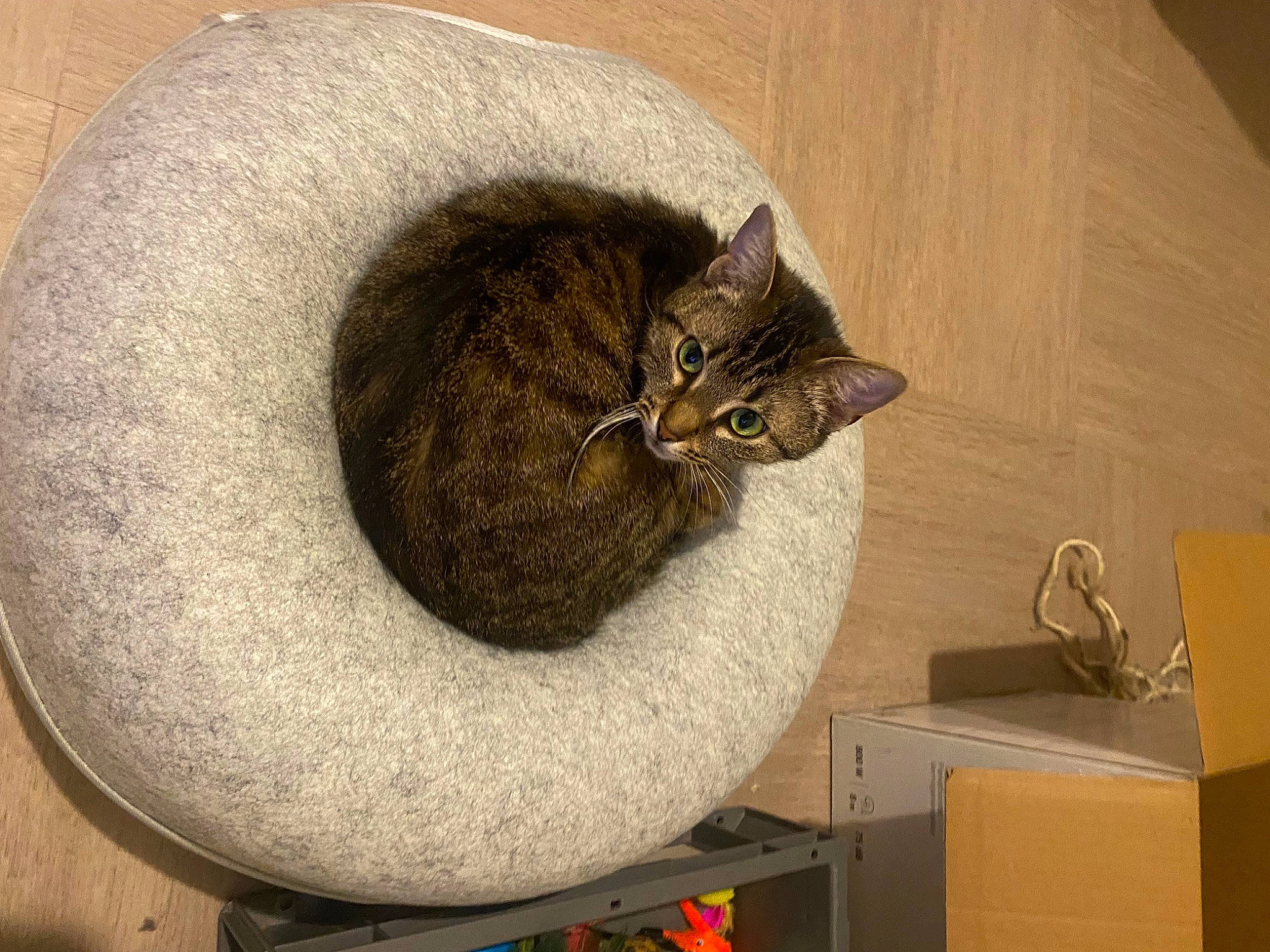 Minnie participe au concours pour gagner de l'argent avec cette photo : carnivore, carton, cat, cat_bed, cat_supply, ceiling, comfort, domestic_short_haired_cat, felidae, flooring, fur, grey, house, room, shipping_box, small_to_medium_sized_cats, tail, whiskers, window, wood