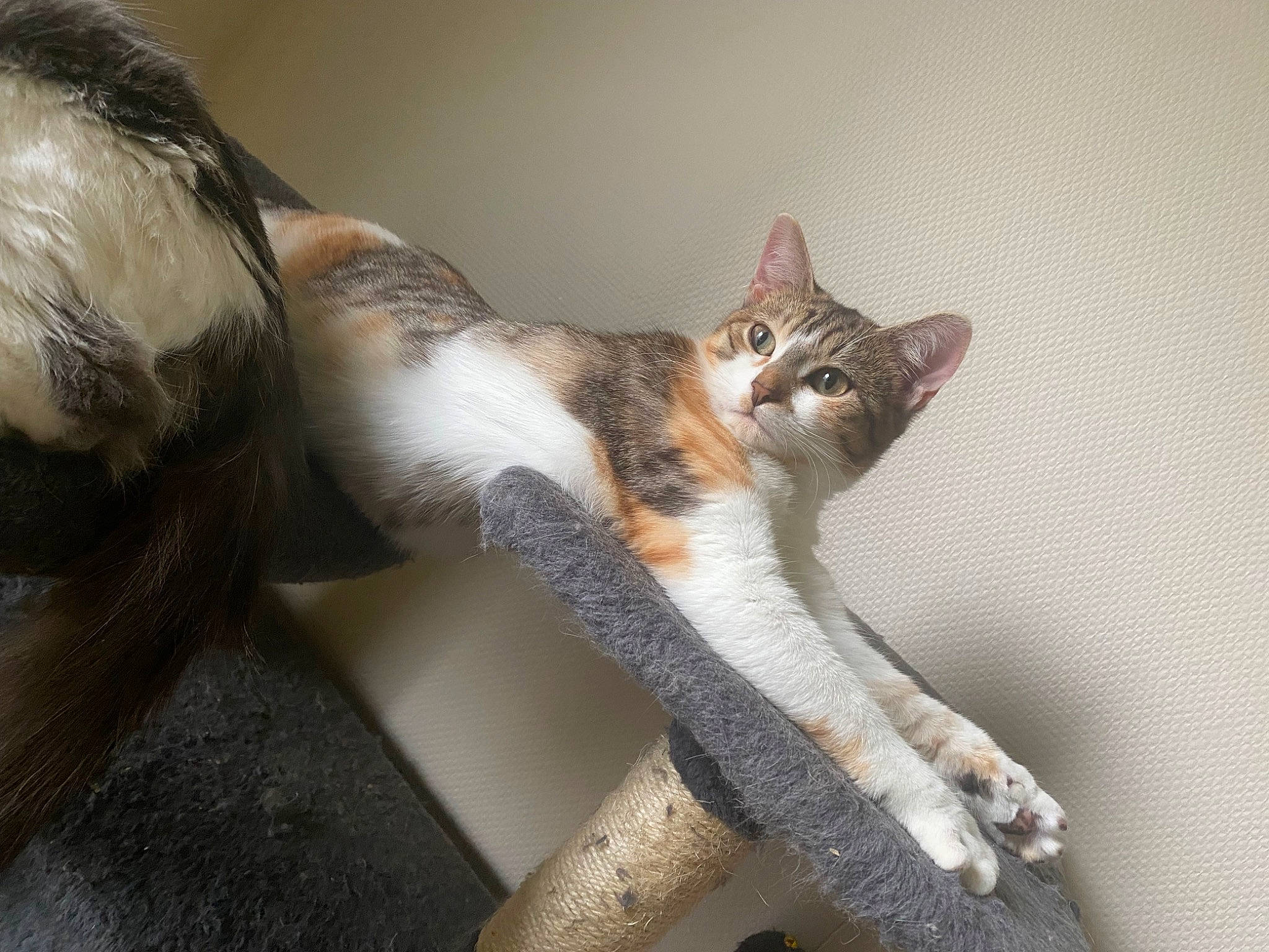 Bianca a rejoint le concours — aidez-le/la à gagner de superbes lots ! carnivore, cat, claw, domestic_short_haired_cat, eye, fawn, felidae, fur, paw, sitting, small_to_medium_sized_cats, snout, tail, terrestrial_animal, tree, trunk, whiskers, wood