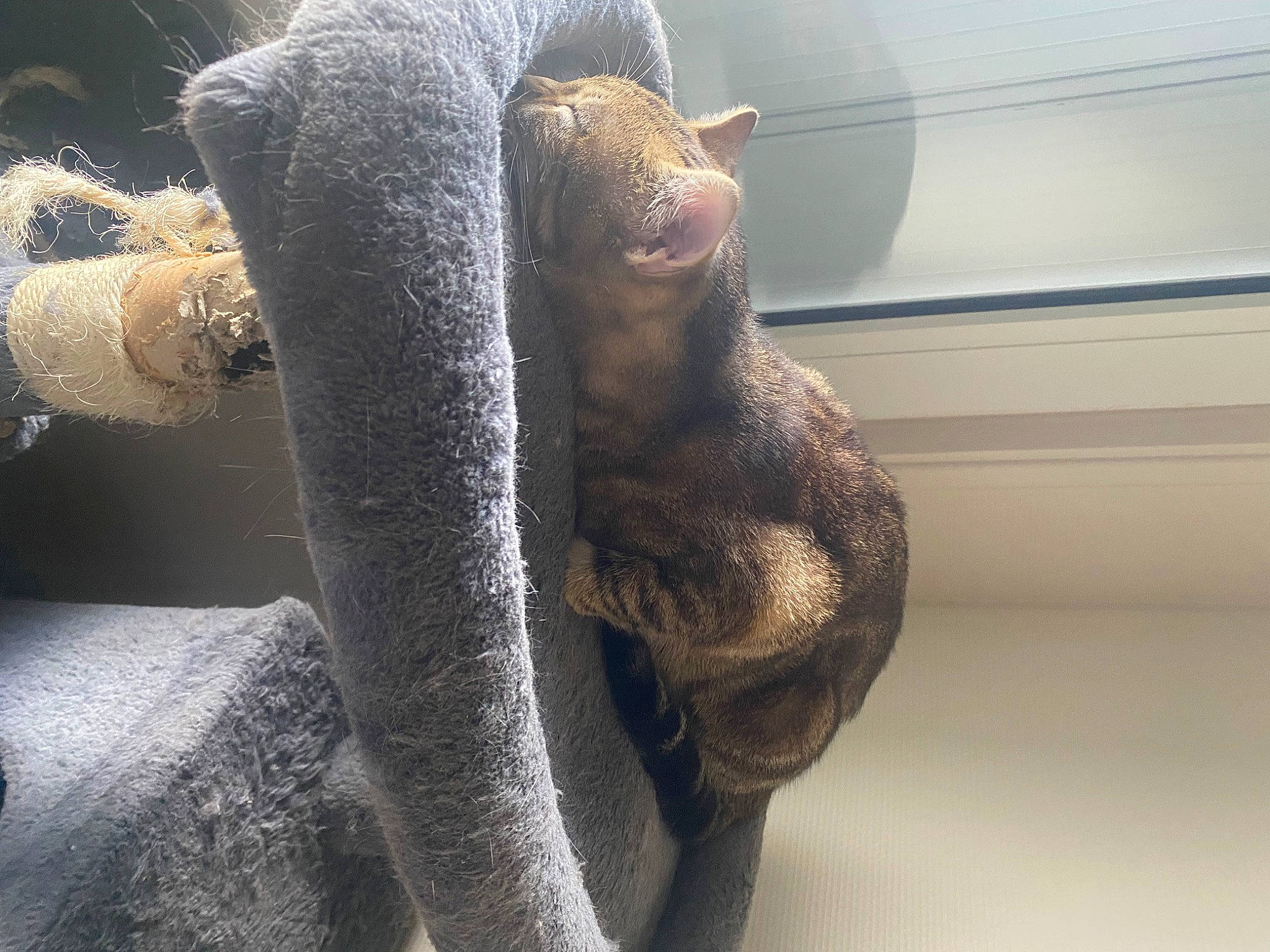 Bernard participe au concours pour gagner de l'argent avec cette photo : claw, comfort, foot, fur, grey, leg, metal, paw, plush, room, snout, stuffed_toy, tail, terrestrial_animal, toy, whiskers, window, wood, wool