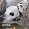 Sushi a rejoint le concours — aidez-le/la à gagner de superbes lots ! dalmatian, dog, pet, indoor, flooring, person, arm, tattoo, table, curious, looking_up, animal, spot, white, black, snout, paw, casual, snapshot, text_overlay