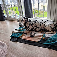 Sushi participe au concours pour gagner de l'argent avec cette photo : dalmatian, dog, indoor, blanket, floor, window, curtain, wood_floor, pet, resting, spotty_dog, looking, natural_light, cozy, home, animal, laying_down, domestic, daylight, curious