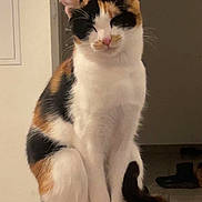 Kitty a rejoint le concours — aidez-le/la à gagner de superbes lots ! cat, calico, sitting, indoor, pet, feline, animal, fur, white, orange, black, content, portrait, household, ribbed_surface, ears, tail, whiskers, closeup, cute