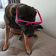 Arristo a rejoint le concours — aidez-le/la à gagner de superbes lots ! dog, sunglasses, pink_sunglasses, pet, indoor, cushion, brown_dog, tongue_out, cute, canine, window, curtains, resting, animal, companion, funny, wearing, looking_up, furniture, relaxed