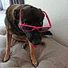 dog, sunglasses, pink_sunglasses, pet, indoor, cushion, brown_dog, tongue_out, cute, canine, window, curtains, resting, animal, companion, funny, wearing, looking_up, furniture, relaxed