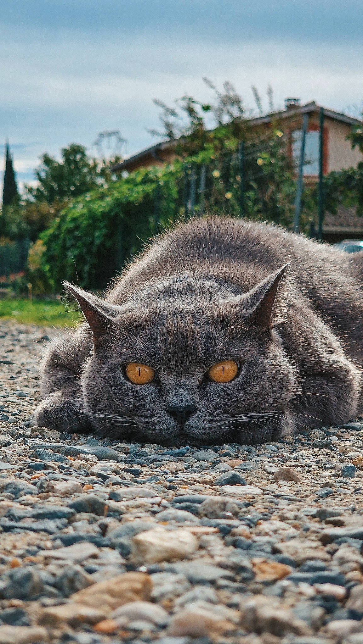 Wendy a rejoint le concours — aidez-le/la à gagner de superbes lots ! building, carnivore, cat, cloud, domestic_short_haired_cat, felidae, fur, grass, grey, plant, sky, small_to_medium_sized_cats, snout, soil, terrestrial_animal, tree, whiskers, wildlife, window, wood